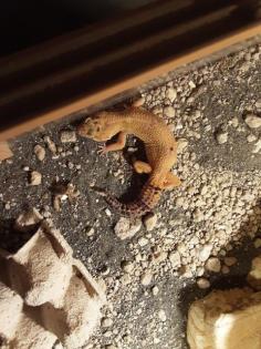 4 Leopardengeckos mit Terrarium
