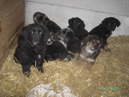 Hübsche Altdeutsche Hütehund-Golden Retriever Mischlingswelpen