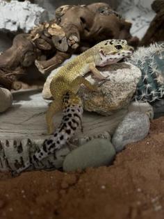 Leopardgeckos inkl Terrarium