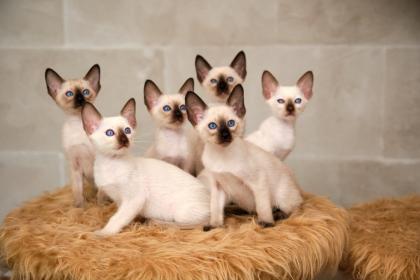 Siamkitten von unserer THAIMAHAL ENGEL in den Farben seal point und chocolate point