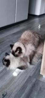Heilige Birma Deckkater