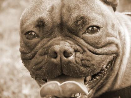 Französische Bulldogge Bully super Kinderlieb Herzensbrecher