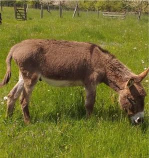Eselhengst Linus 6 Jahre