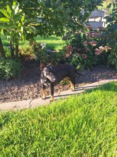 Jagdterrier Patterdaleterrier Welpen