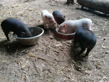 Minischweine siehe Beschreibung