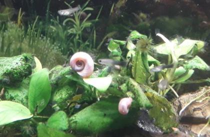 Kleine Posthornschnecke rot, blau, braun Planorbella duryi var. Aquarium Schneck