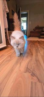 Heilige Birma Langhaarkatze Diva