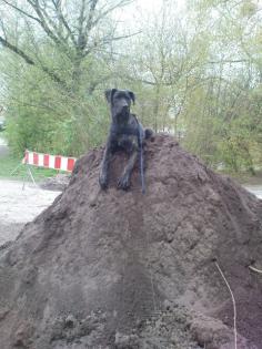 Suche dringend ein neues zuhause
