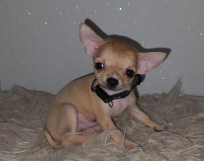 Zuckersüßer chihuahua rüde Abgabebereit