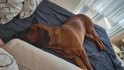 Hannoverscher Schweißhund