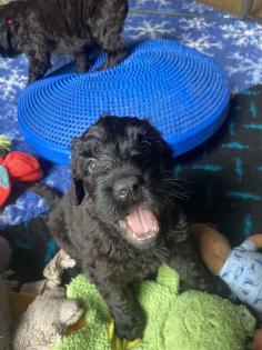 Schwarzer Terrier welpen zu Verkaufen