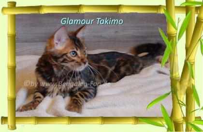 Cahsmere Bengal Kater sehr lieb pfiffig Evtl. sogar mit Zuchtfreigabe