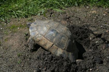 Breitrandschildkröten, Testudo marginata, eigene Nachzucht 2022.