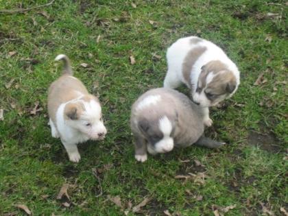 Chihuahua 8 wochen alt, Kleinbleibend, Superseltene Blaue Augen