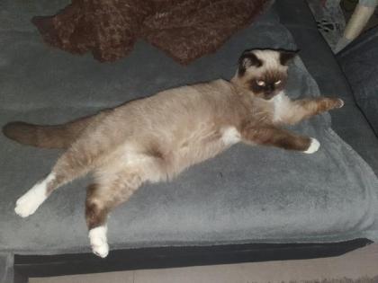 Deckkater Kein Verkauf