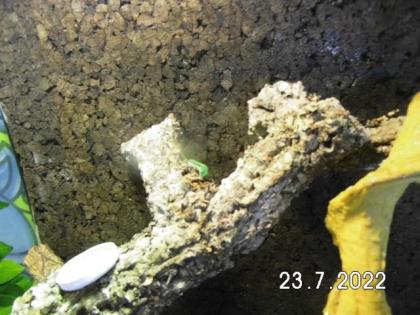 Schwarzstreifen Taggeckos in neuem Terrarium