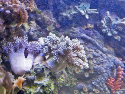 Salzwasseraquarium Auflösung