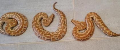 Nachzuchten 2021 Blutpythons