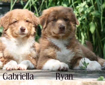 Noch 2 wunderschöne Red-Tri Aussie-Welpen Ryan und Gabriella