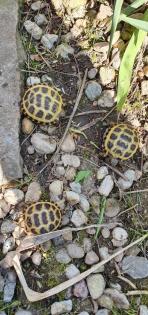 Vierzehenlandschildkröte