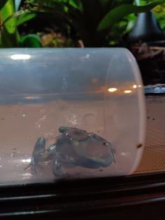 Dendrobates auratus birkhahn 2. 3