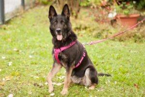 ELISA - weiblich 8 Jahre 58 cm 33 kg Schäferhund Gechipt Nicht kastriert