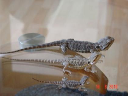 Bartagamen Baby s suchen ein neues Zuhause ab 7Euro - 25Euro