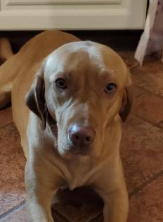Zuckersüsse Labrador Welpen in Foxred und Blond