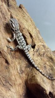 Bartagamen Baby s Pogona vitticeps abzugeben