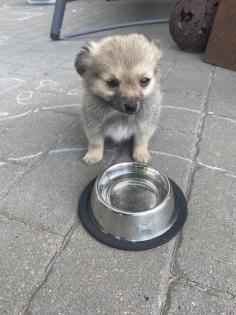 Pomchi R de