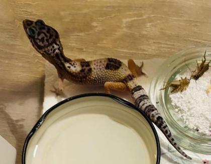 Leopardengeckos aus Hobbynachzucht 2022