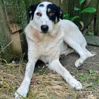 Tabby sucht ein Zuhause