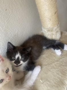 5 Kater suchen neuen Dosenöffner
