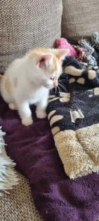 3 Miezis Hauskatzen absolut gesund