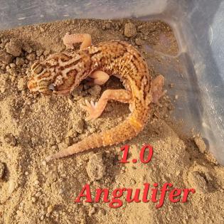 Amyae Wheeleri Deleani lucasium Diplodactylus