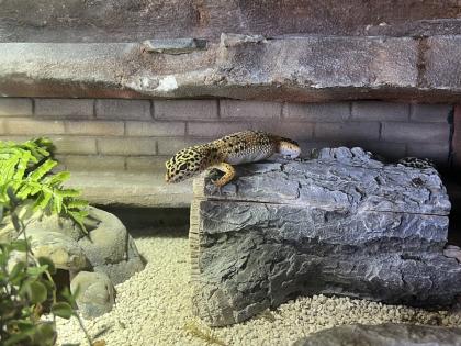 Terrarium mit 3 Leopardgeckos -vollausgestattet Zubehör