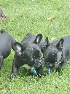 Französische Bulldoggen