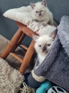 Wunderschöne Bkh kitten blue point und silver shaded