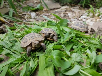 Vierzehenlandschildkröte