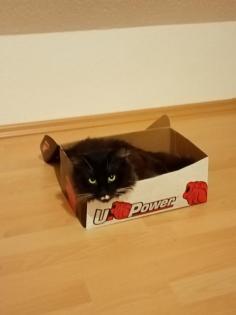 Coony-Mix Kitten