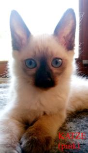 Siamkitten - Old Style Siamese Wichien-Maat