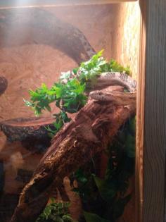 Riesige Kornnatter in großem Terrarium