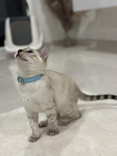 Snow Bengal 12 Wochen Kitten