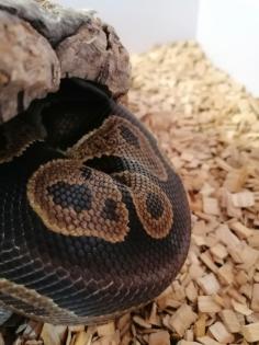 3 wunderschöne Koenigspythons abzugeben