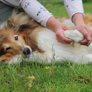 Mobile Tierphysiotherapie