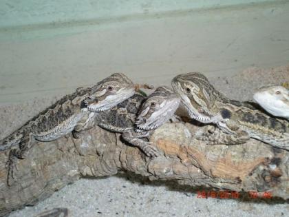 Bartagamenbabys