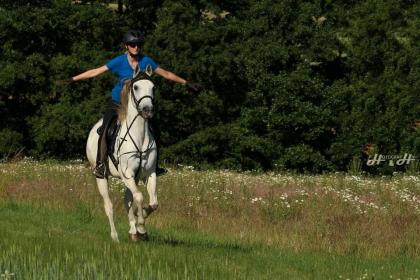 Reitbeteiligung Pferd zur Verfügung zum Kauf
