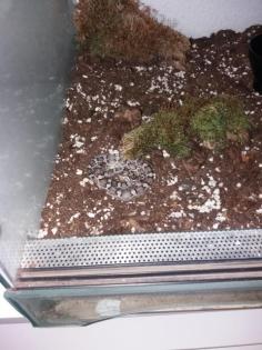 Kleine kornatter Schlange mit Terrarium zu verkaufen