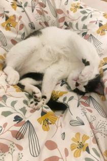 Snoopy Kater mit Charakter Charme sucht Traumzuhause