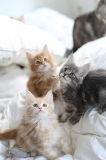 Maine coon Babies zu verkaufen